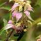 Monarda punctata - Spotted Bee Balm - 38 Plug Tray