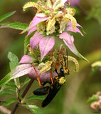 Monarda punctata - Spotted Bee Balm - 38 Plug Tray