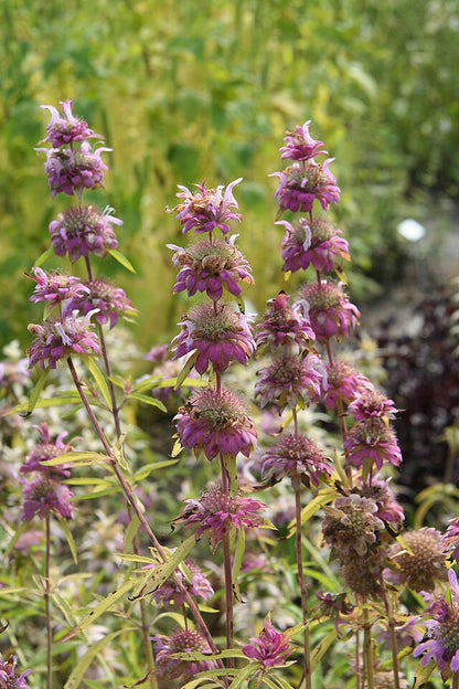 Monarda citriodora - Lemon Mint