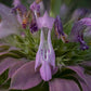 Monarda citriodora - Lemon Mint