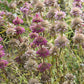 Monarda citriodora - Lemon Mint