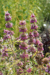 Monarda citriodora - Lemon Mint