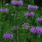 Monarda fistulosa - Beebalm