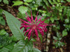 Monarda media - Purple Bergamot