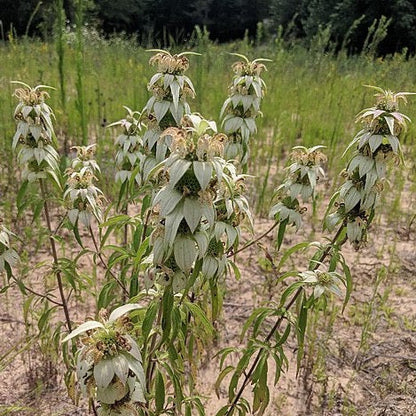 Monarda punctata - Spotted Bee Balm - 38 Plug Tray