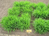 Muhlenbergia mexicana - Mexican Muhly Grass - 38 Plug Tray