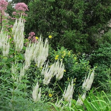 Veronicastrum virginicum - Culver's Root - 3" Pot