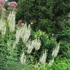 Veronicastrum virginicum - Culver's Root - 38 Plug Tray