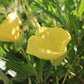 Oenothera macrocarpa - Missouri Evening Primrose - 38 Plug Tray