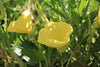 Oenothera macrocarpa - Missouri Evening Primrose