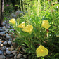 Oenothera macrocarpa - Missouri Evening Primrose