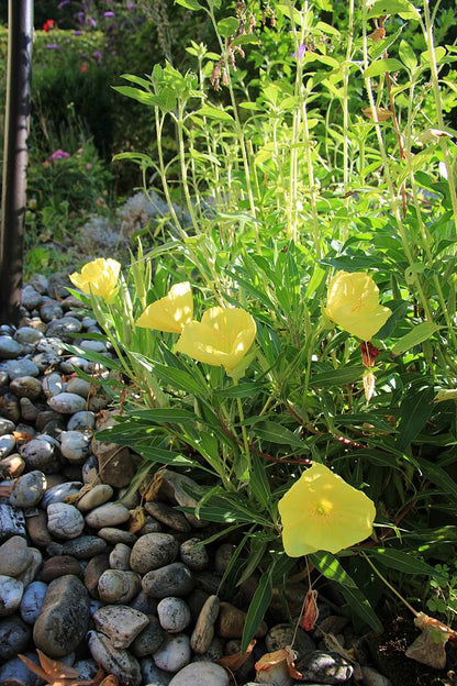 Oenothera macrocarpa - Missouri Evening Primrose - 3" Pot