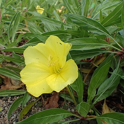 Oenothera macrocarpa - Missouri Evening Primrose - 38 Plug Tray