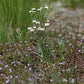 Oligoneuron album - Upland White Goldenrod - 3" Pot