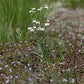 Oligoneuron album - Upland White Goldenrod