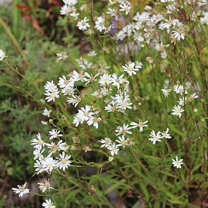 Oligoneuron album - Upland White Goldenrod