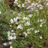 Oligoneuron album - Upland White Goldenrod