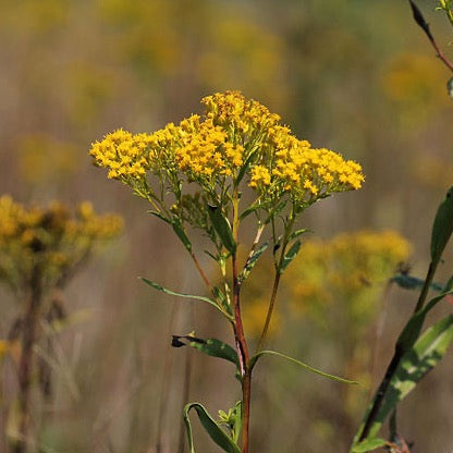 Oligoneuron ohiense - Ohio Goldenrod - 3" Pot