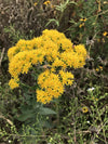 Oligoneuron ohioense - Ohio Goldenrod