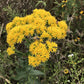 Oligoneuron ohioense - Ohio Goldenrod - 38 Plug Tray