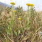 Oligoneuron rigidum - Stiff Goldenrod