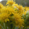 Oligoneuron rigidum - Stiff Goldenrod