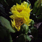 Opuntia humifusa - Eastern Prickly Pear