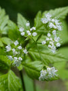 Osmorhiza longistylis - Aniseroot