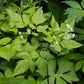 Osmorhiza longistylis - Aniseroot
