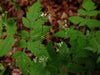 Osmorhiza claytonii - Sweet Cicely
