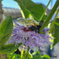 Passiflora incarnata - Purple Passion Flower