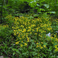 Packera aurea - Golden Ragwort