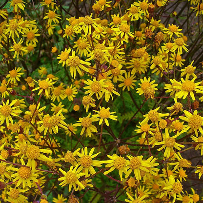 Packera aurea - Golden Ragwort - 3" Pot