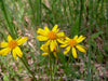 Packera plattensis - Prairie Ragwort