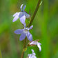 Lobelia spicata - Pale Spiked lobelia - 38 Plug Tray