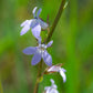 Lobelia spicata - Pale Spiked Lobelia