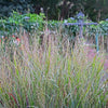 Panicum virgatum - Switchgrass - 3" Pot