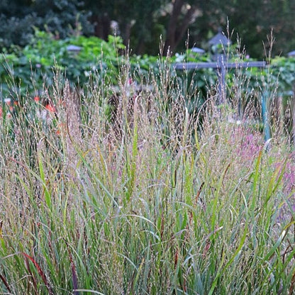 Panicum virgatum - Switchgrass - 38 Plug Tray