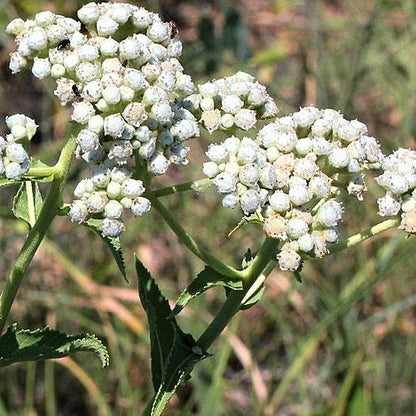 Parthenium integrifolium - Wild Quinine - 38 Plug Tray