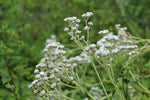 Parthenium integrifolium - Wild Quinine - 3" Pot