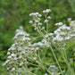 Parthenium integrifolium - Wild Quinine - 38 Plug Tray