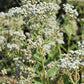 Parthenium integrifolium - Wild Quinine - 38 Plug Tray