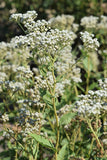 Parthenium integrifolium - Wild Quinine - 38 Plug Tray