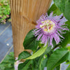 Passiflora incarnata - Purple Passion Flower