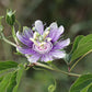 Passiflora incarnata - Purple Passion Flower
