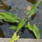 Peltandra virginica - Arrow Arum