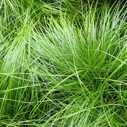 Carex pensylvanica - Pennsylvania Sedge - 3" Pot