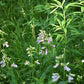 Penstemon calycosus - Calico Beardtongue