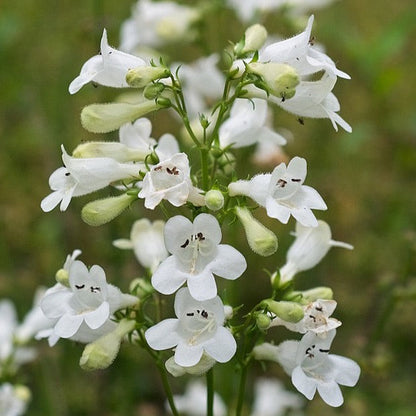 Penstemon digitalis - Foxglove Beardtongue