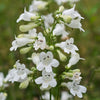 Penstemon digitalis - Foxglove Beardtongue